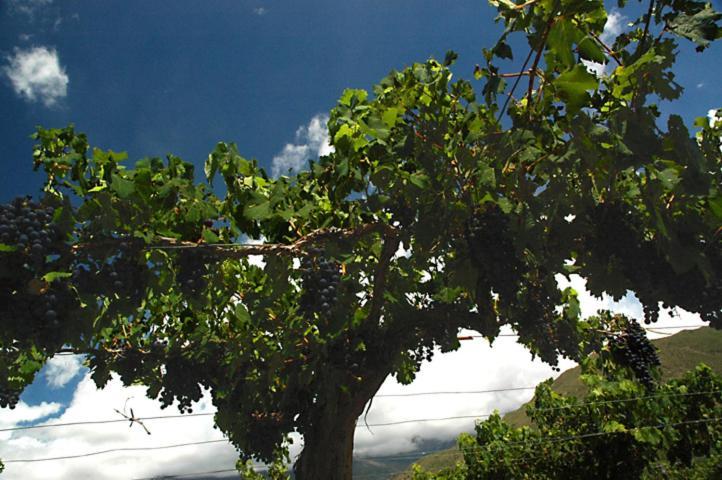 Estancia Colome Molinos Luaran gambar